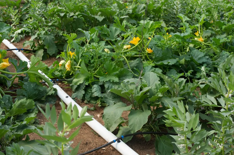 Netafim fleksibilne i PE cijevi